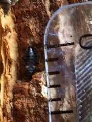 Temnostethus gracilis