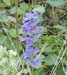 Penstemon glaber