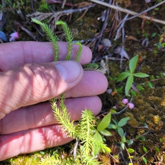Spinulum annotinum alpestre