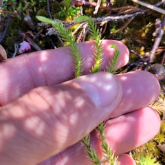 Spinulum annotinum alpestre