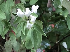 Scutellaria californica