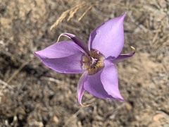 Calochortus macrocarpus macrocarpus