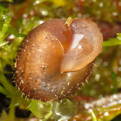Cryptomastix germana