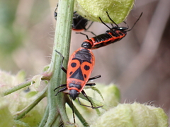 Pyrrhocoris apterus