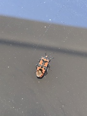 Lygaeus equestris