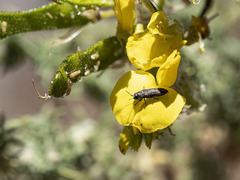 Acmaeodera cisti