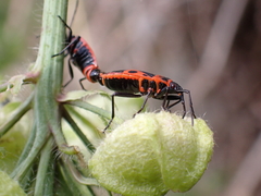 Pyrrhocoris apterus