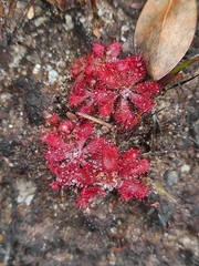 Drosera