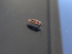 Lygaeus equestris