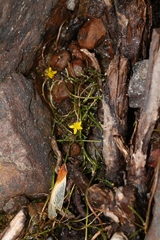 Ranunculus reptans