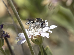 Megachile canariensis