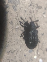 Glyphuroplata uniformis