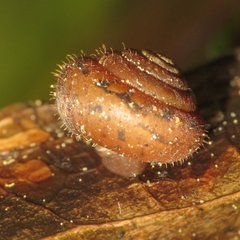 Cryptomastix germana