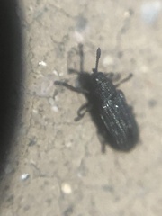 Glyphuroplata uniformis