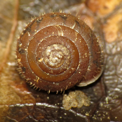 Cryptomastix germana