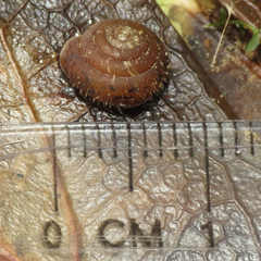 Cryptomastix germana