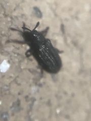 Glyphuroplata uniformis