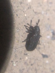 Glyphuroplata uniformis