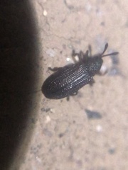 Glyphuroplata uniformis