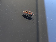 Lygaeus equestris