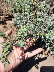 Atriplex rosea