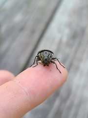 Buprestis consularis