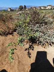 Atriplex rosea