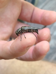 Buprestis consularis