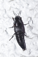 Quedius dilatatus