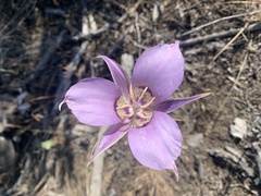 Calochortus macrocarpus macrocarpus