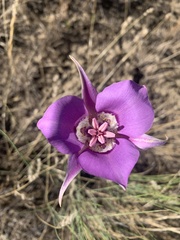 Calochortus macrocarpus macrocarpus
