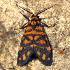 Asura polyspila
