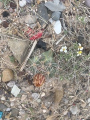 Coryphantha robustispina