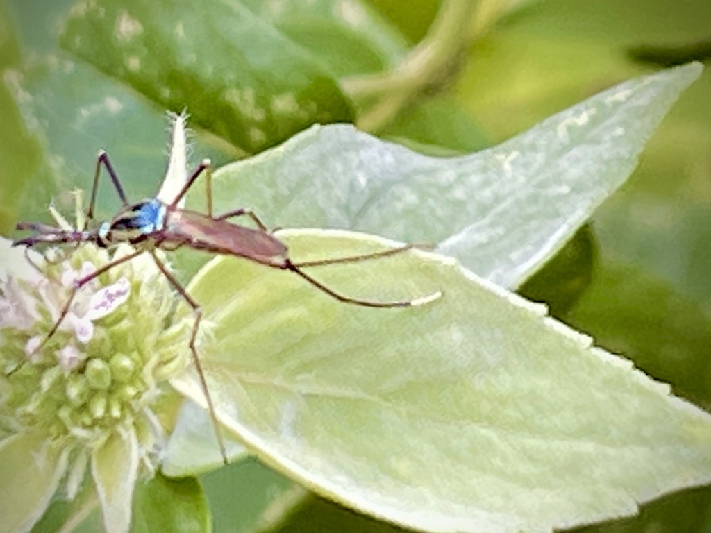 Elephant Mosquito from Mitchell St, Hillsborough, NC, US on July 12