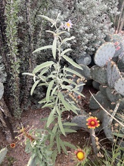 Solanum elaeagnifolium