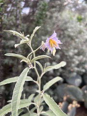 Solanum elaeagnifolium