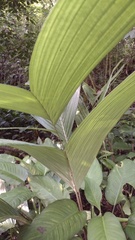 Geonoma pinnatifrons