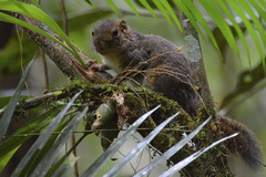 Sundasciurus everetti