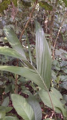 Geonoma pinnatifrons