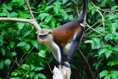 Cercopithecus mona