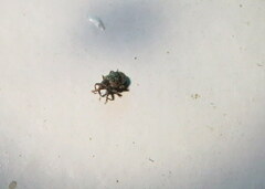 Conotrachelus recessus