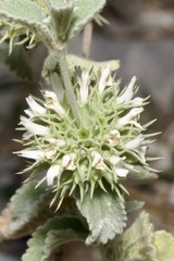 Marrubium incanum