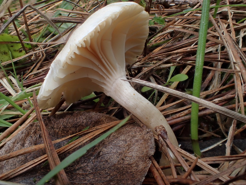 Hygrocybe rodwayi