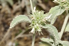 Marrubium incanum
