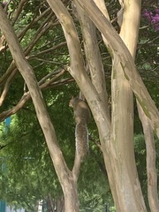 Sciurus carolinensis