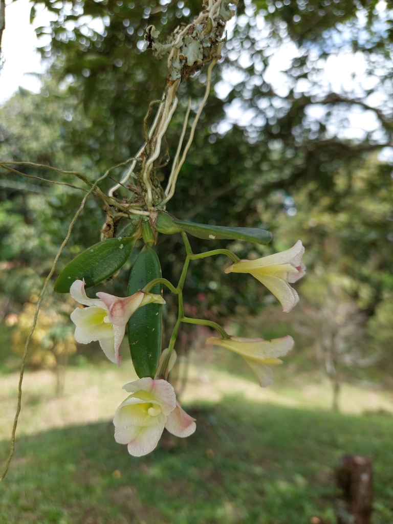 Rodriguezia granadensis