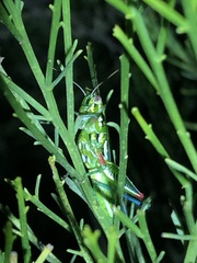 Hesperotettix viridis viridis