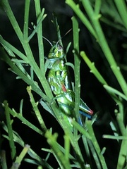 Hesperotettix viridis viridis