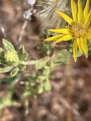 Heterotheca stenophylla