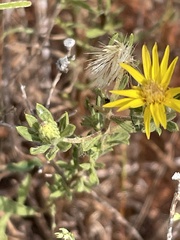 Heterotheca stenophylla
